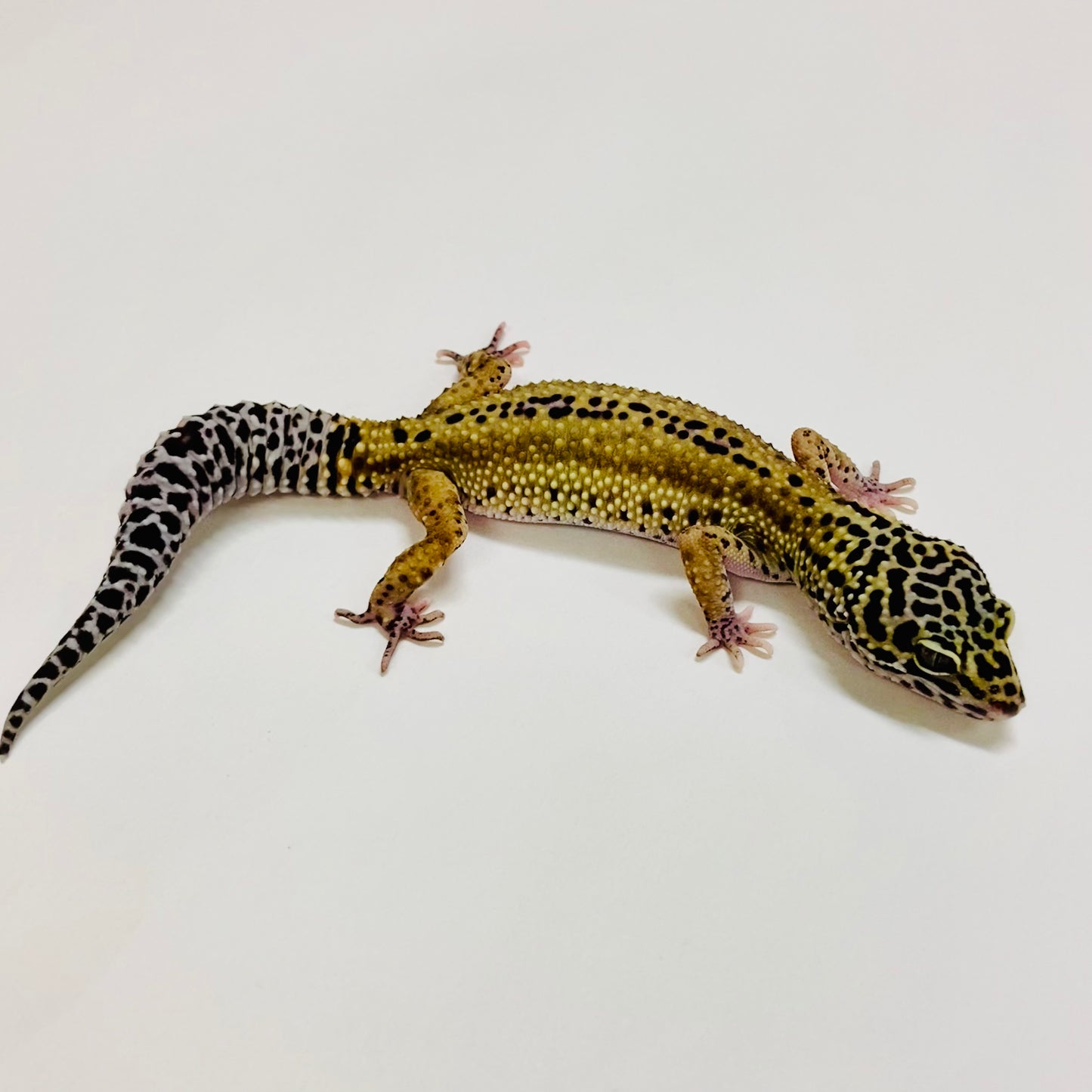 Dark Super Snow Reverse Stripe Leopard Gecko Female 2025-220
