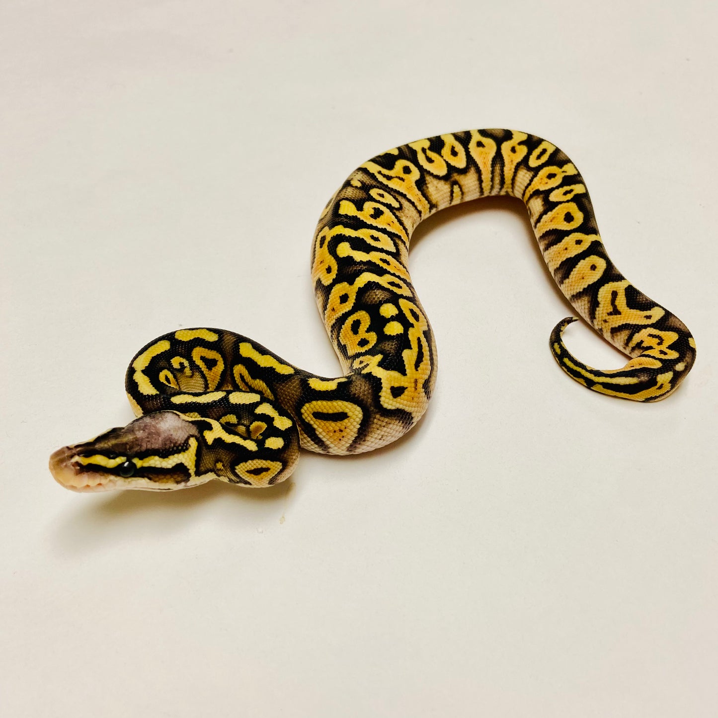 Super Pastel Het Clown Ball Python Female 2025F03
