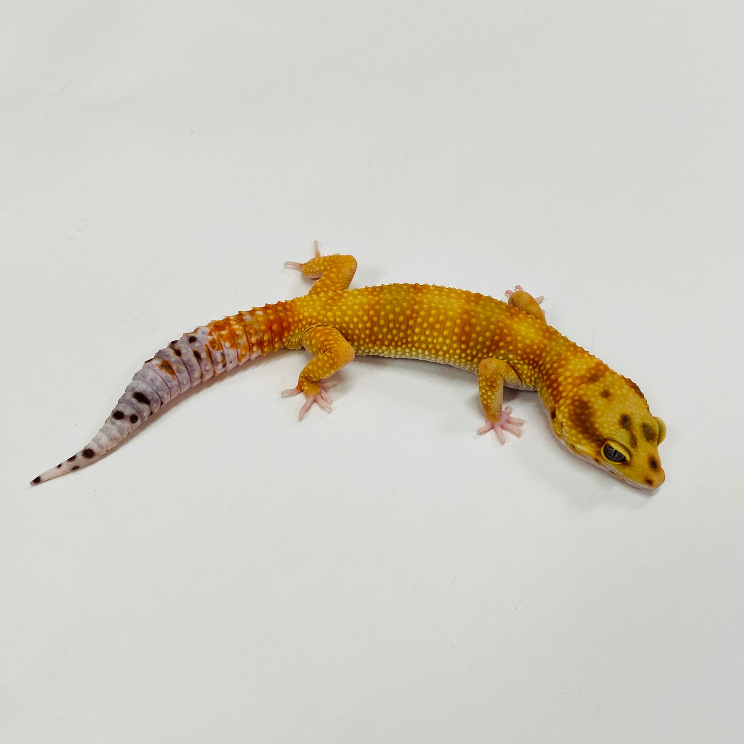 Citrine Carrot Tail Leopard Gecko Male H-C9-90123-1