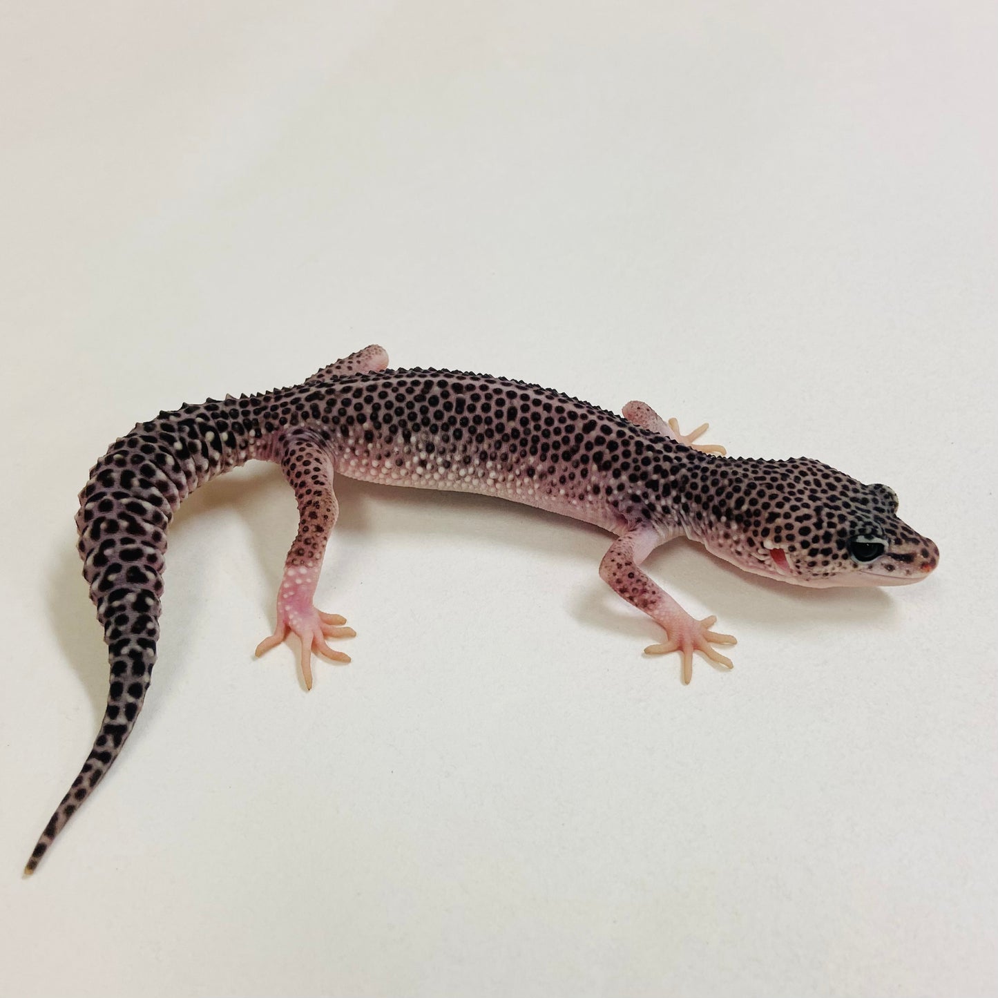 Dark Galaxy Leopard Gecko Male 2025-095