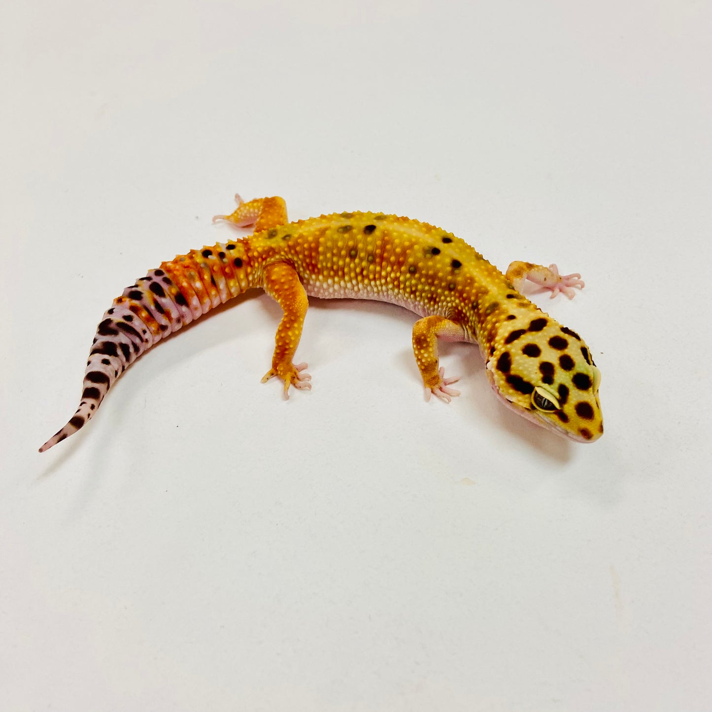Tangerine W/Y Leopard Gecko Female I-C8-80323-1