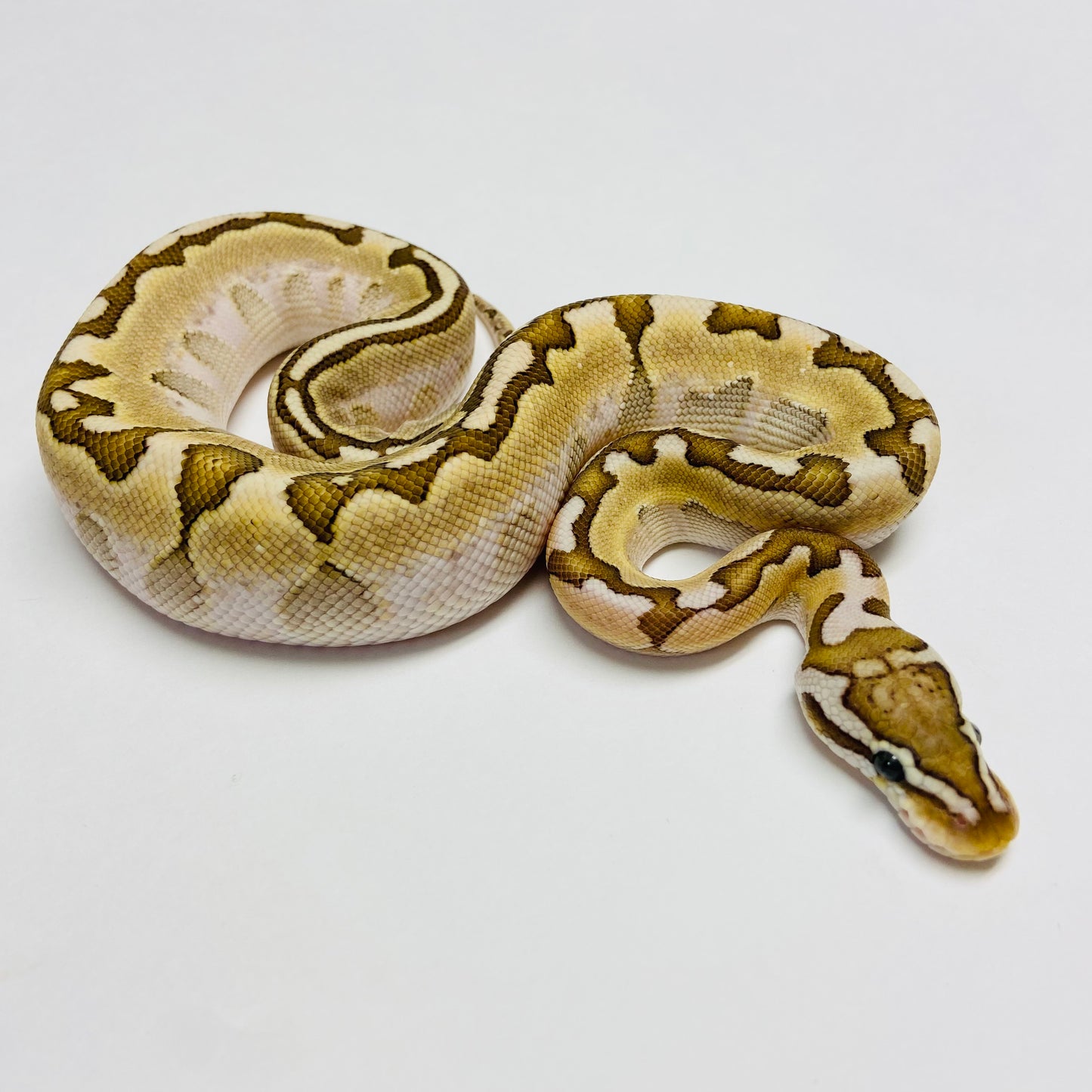 Vanilla Bamboo Ball Python Male - #2023M01