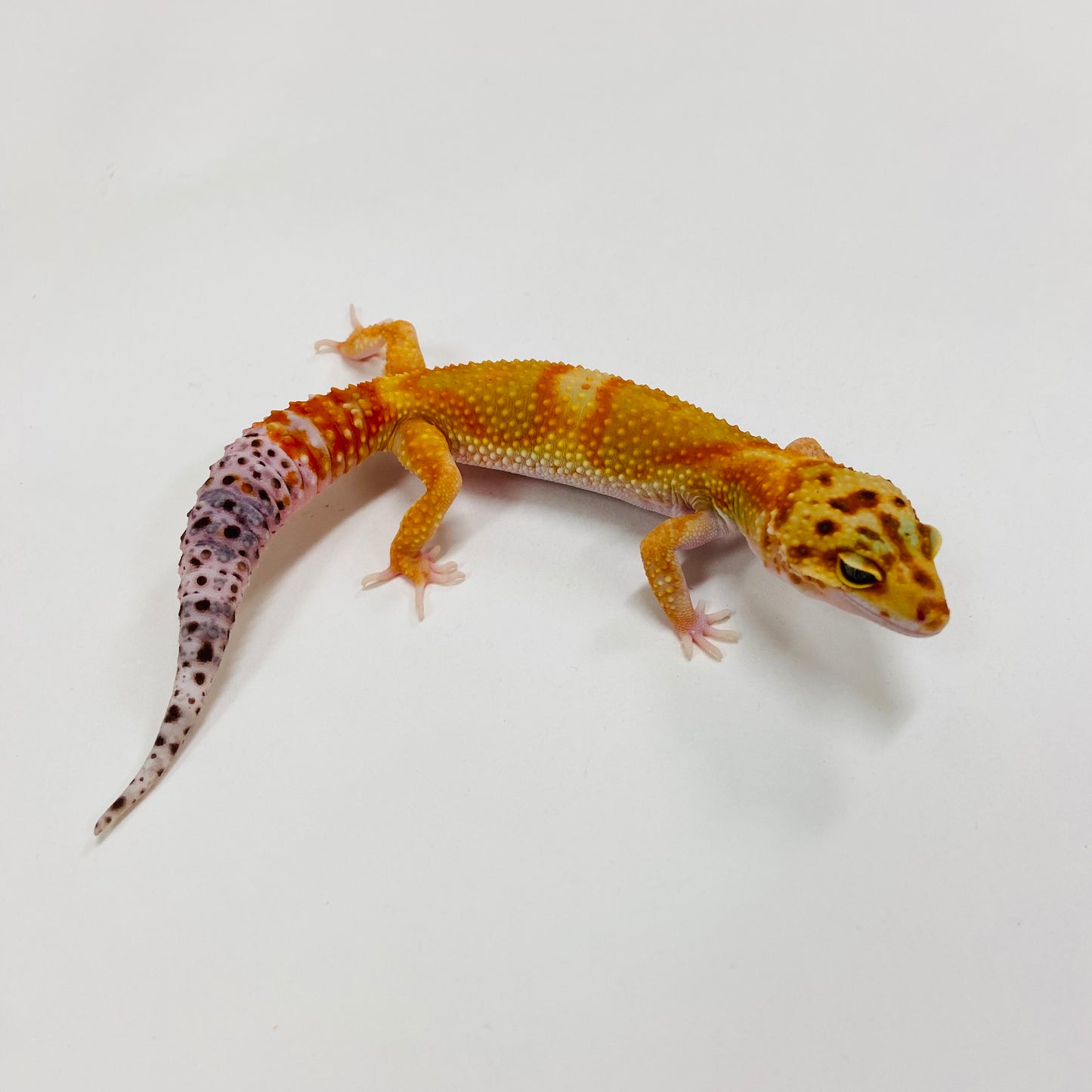 Citrine Carrot Tail Leopard Gecko Female H-C9-90523-1