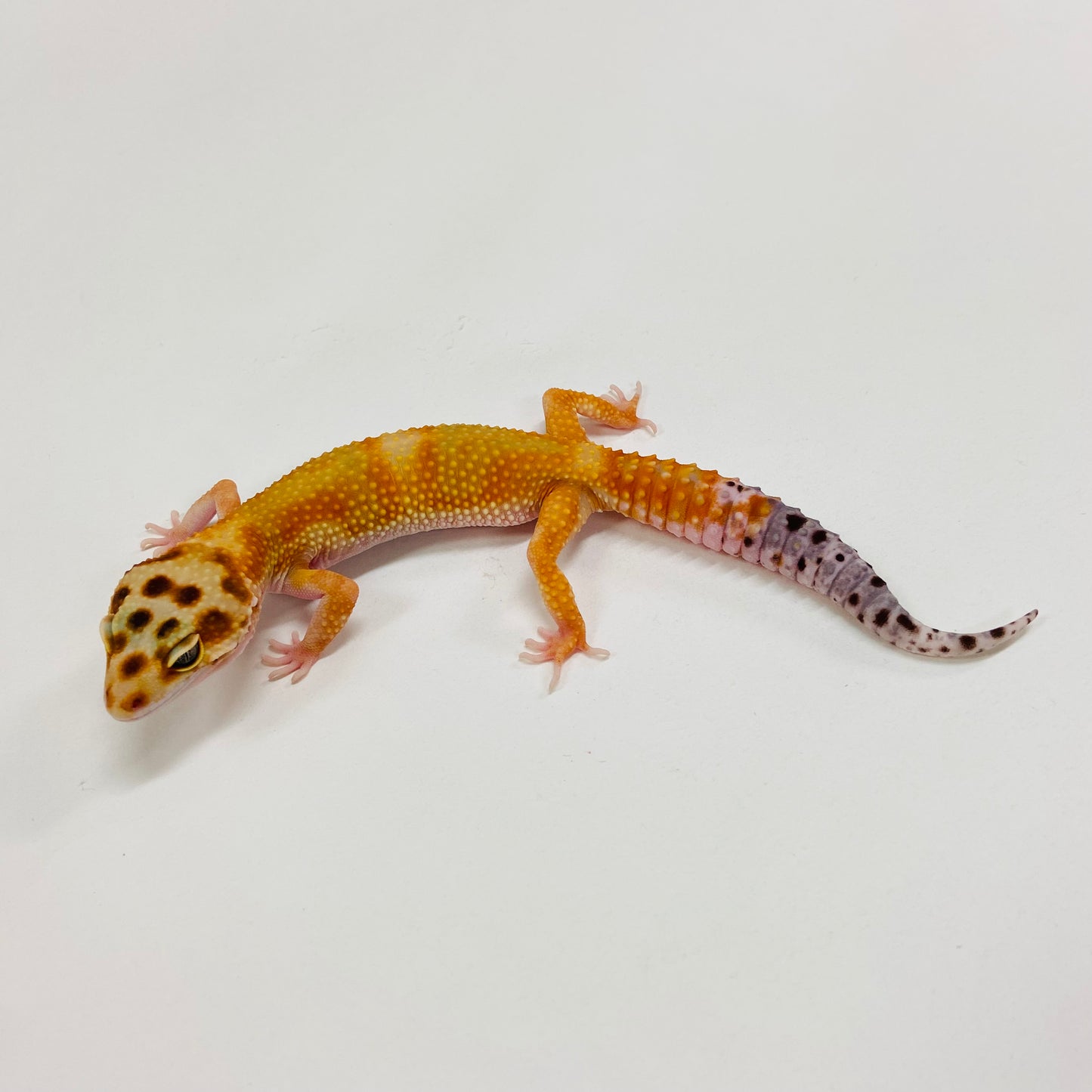 Citrine Carrot Tail Leopard Gecko Female H-C9-90523-2