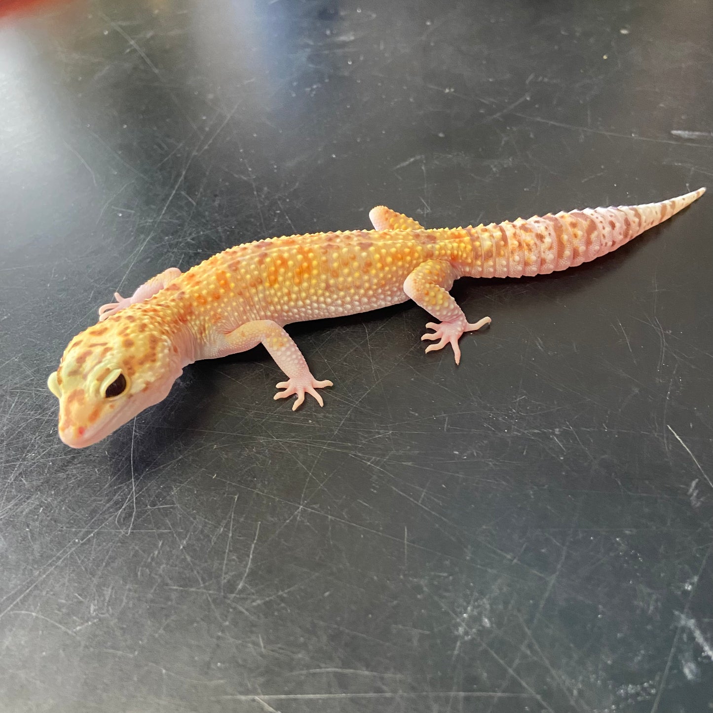 Raptor W/Y Leopard Gecko Female F-A7-81924-1
