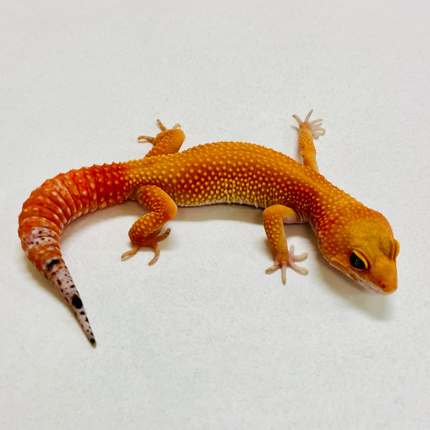 Dark Tangerine Leopard Gecko Female 2025-206