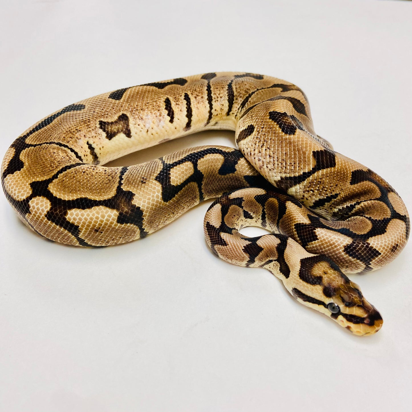 Lori Woma Ball Python - Female #2022F01