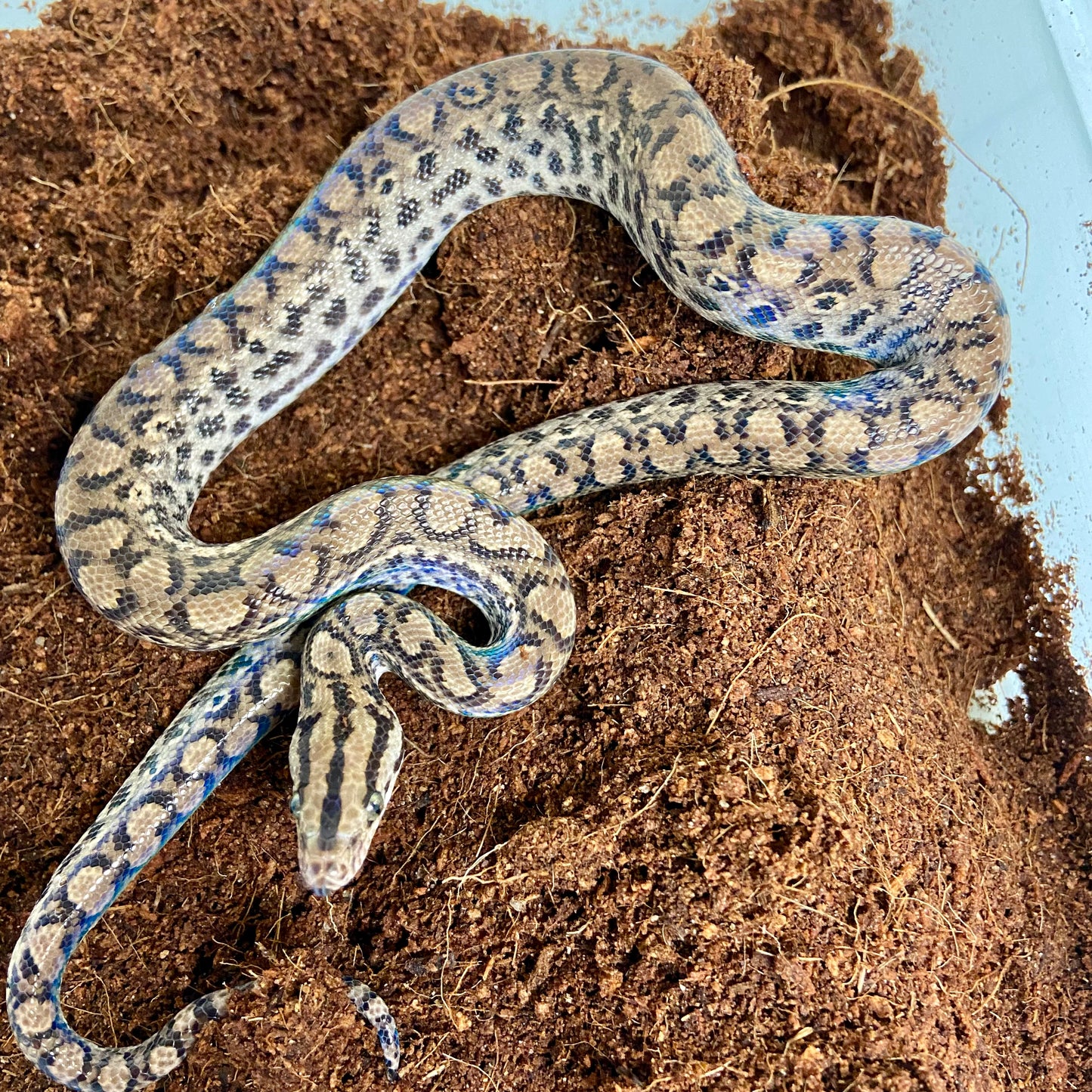 Colombian Rainbow Boa 2025 Female F04