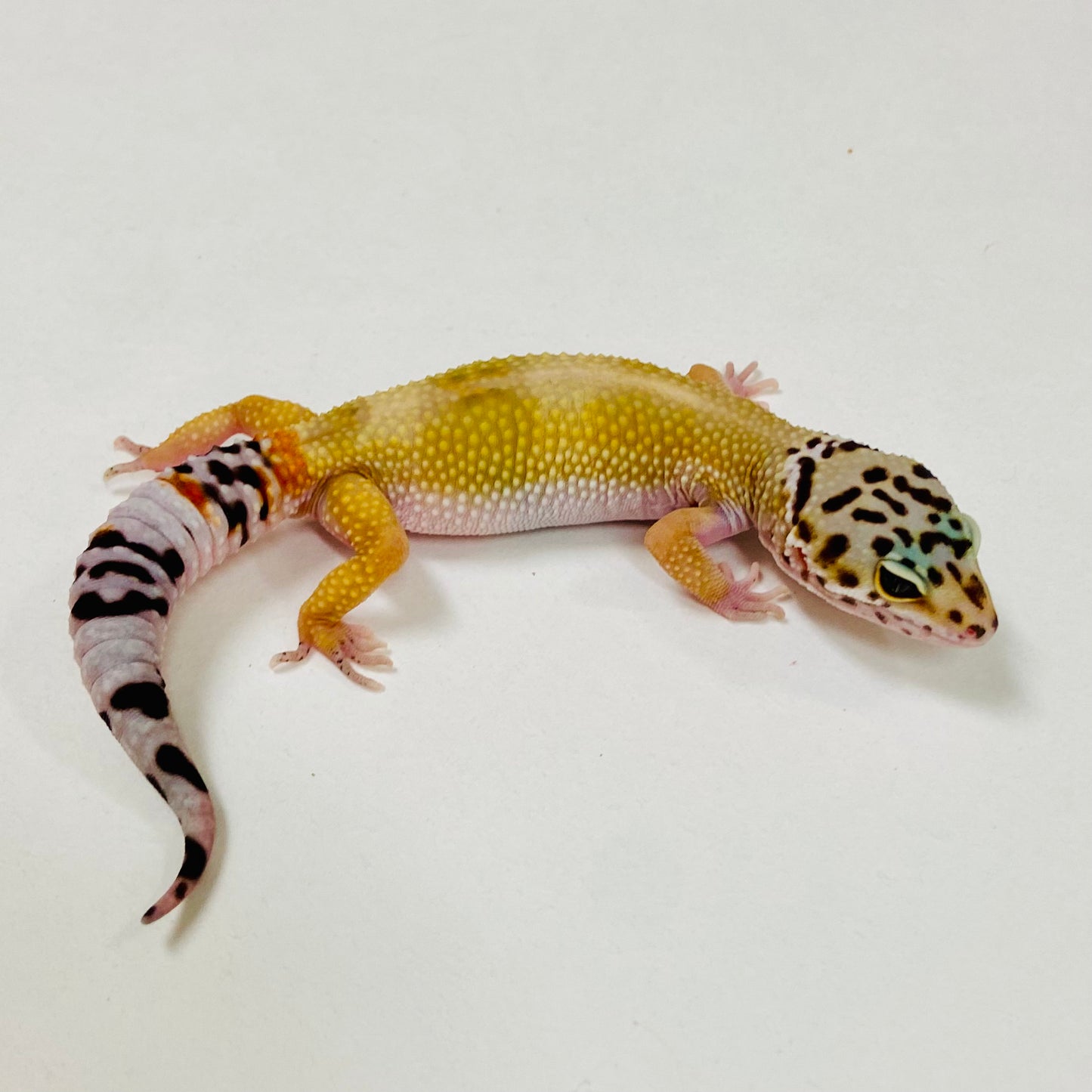 Tangerine Leopard Gecko Male 2025-116
