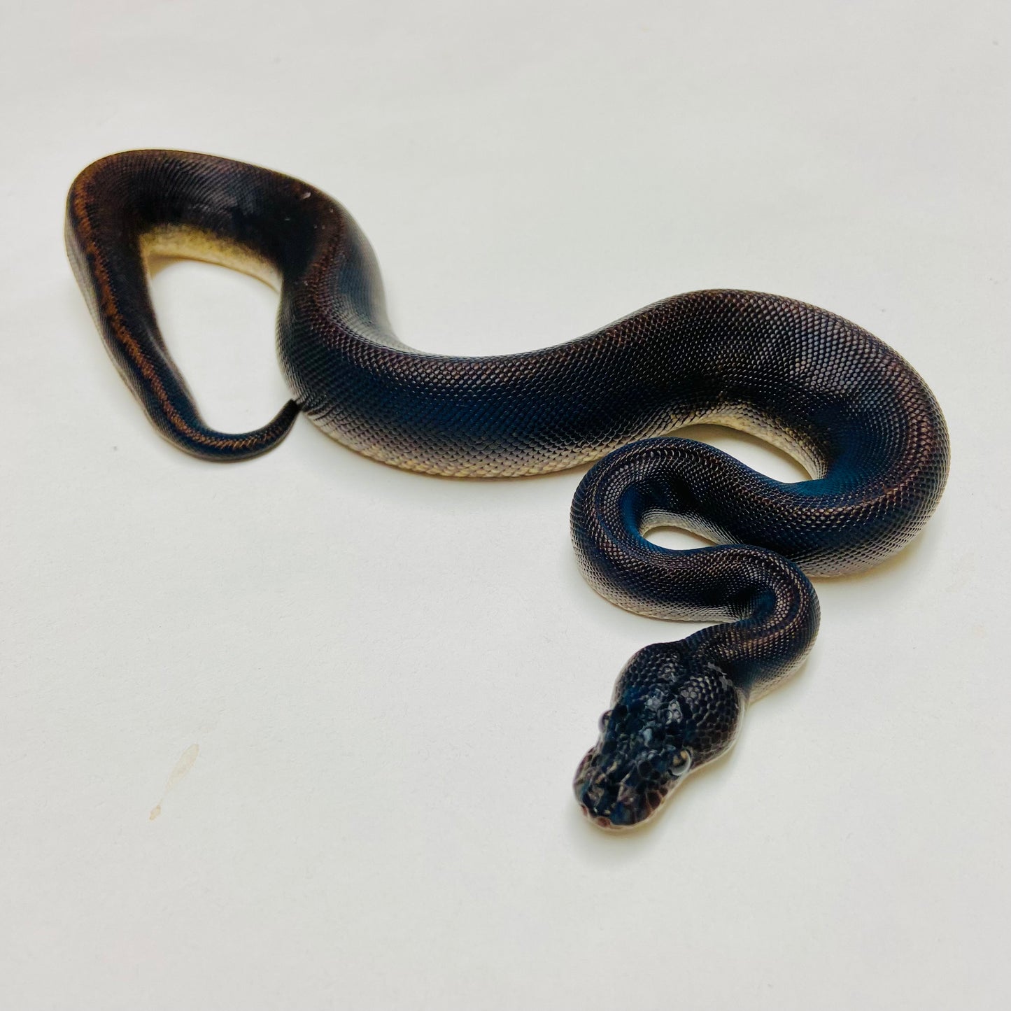 Suma Ball Python Male 2025M01