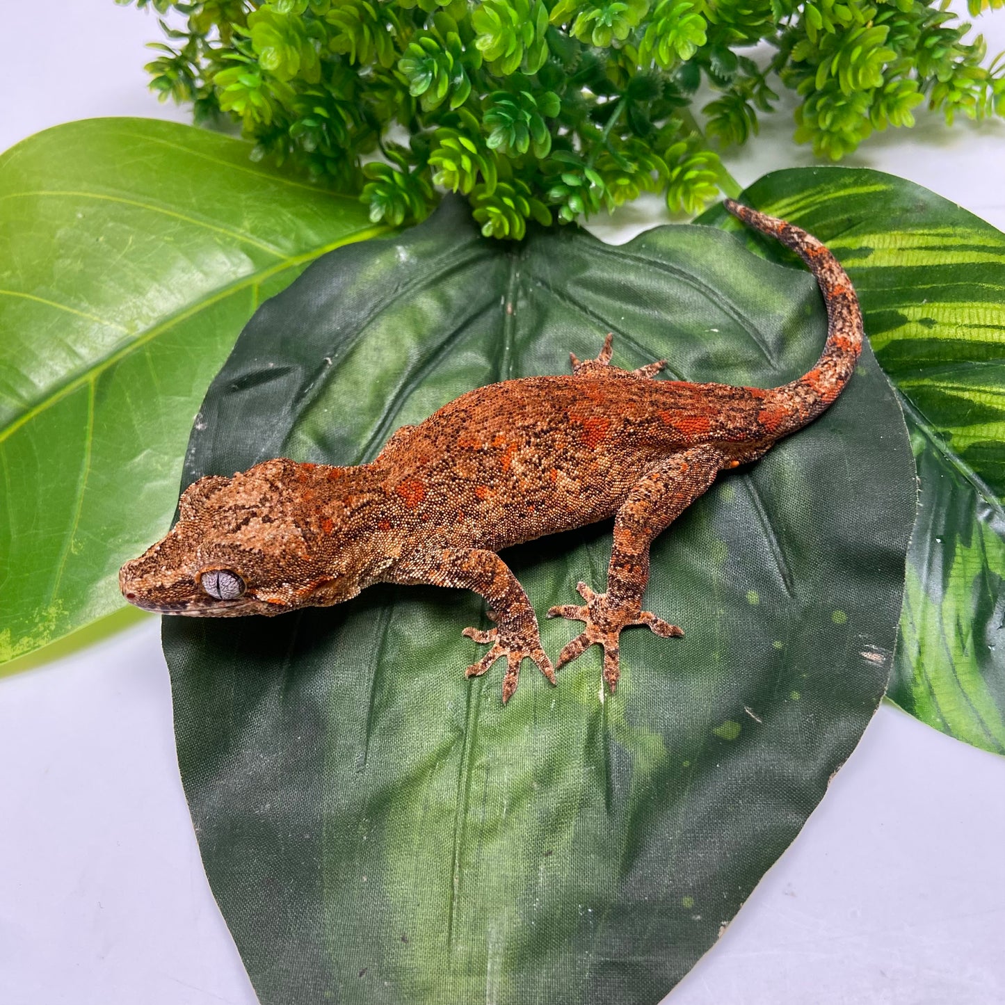 Red Blotched Reticulated Gargoyle Gecko 2023 Male AN403