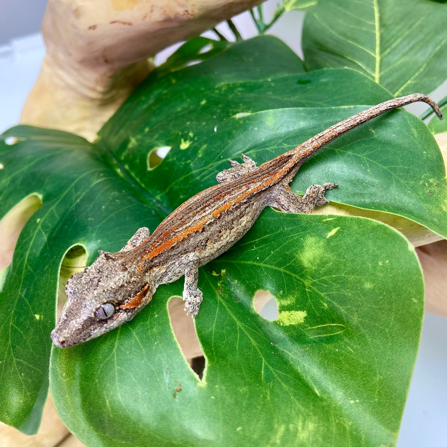 Red/Orange Stripe Gargoyle Gecko 2025 Unsexed 81625-08