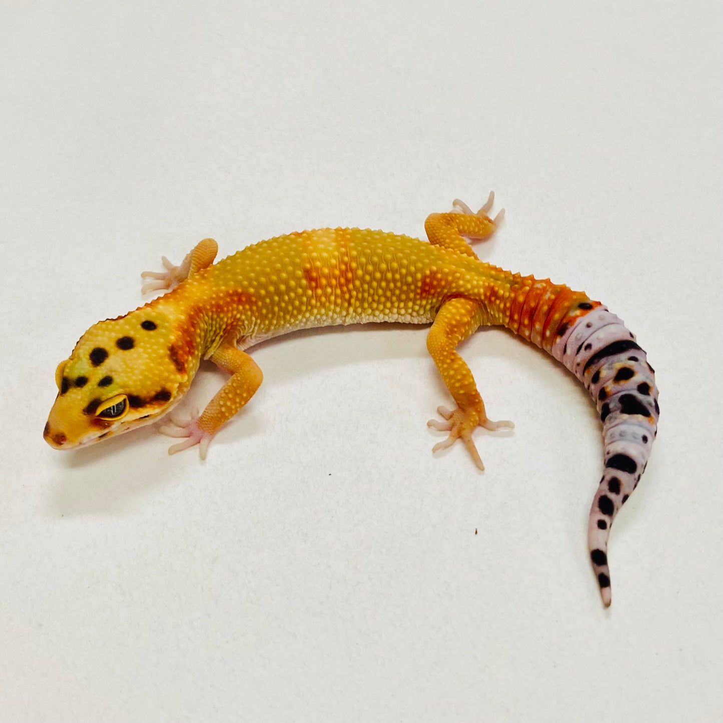 Citrine Leopard Gecko Pos Male 2025-130