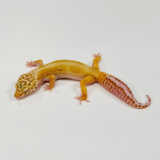 Hypo Bell Stripe Leopard Gecko Female G-A6-72822-1