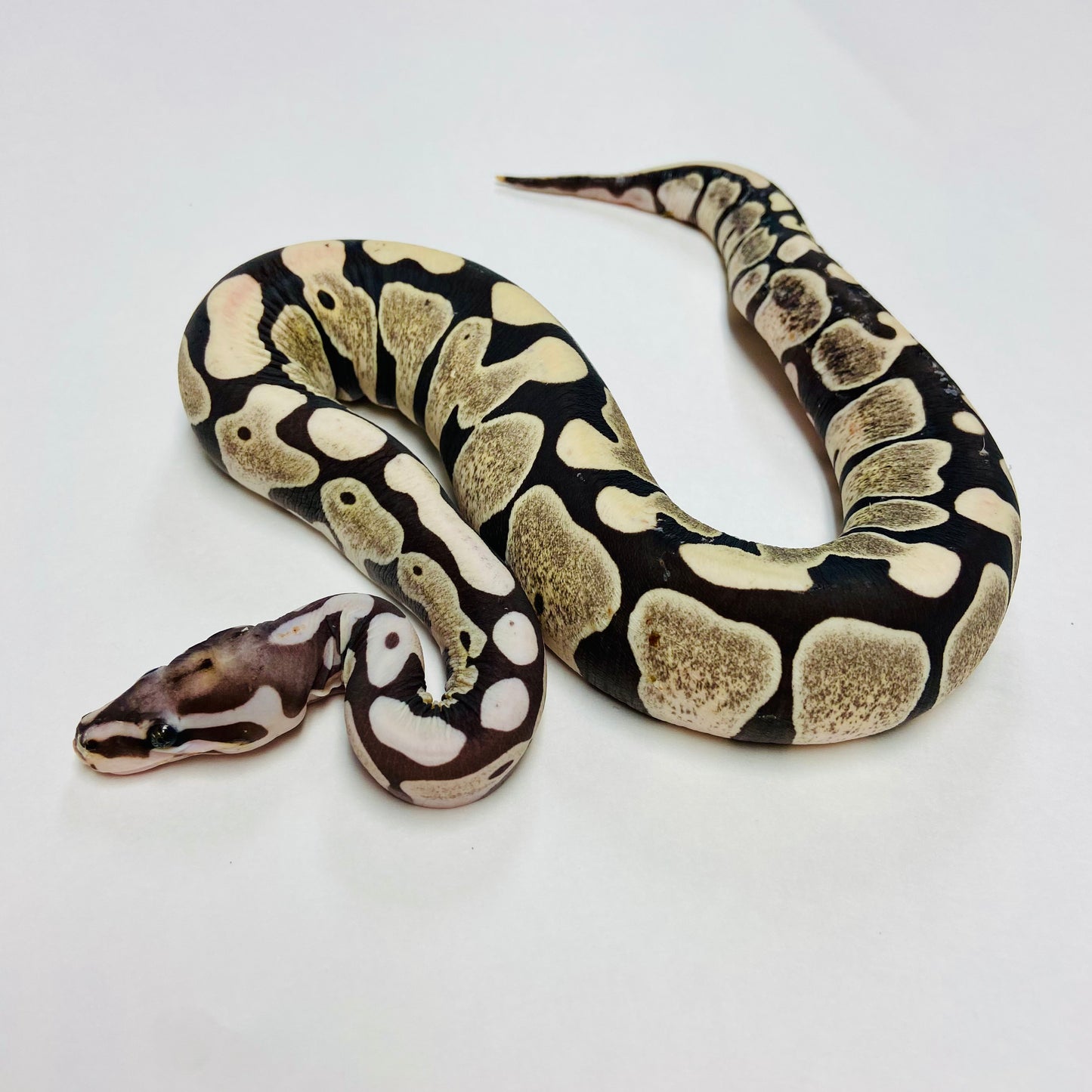Scaleless Ball Python- Female #2023F02