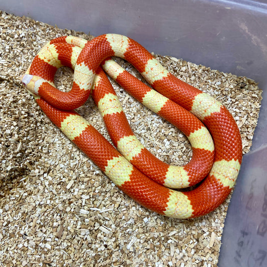 Albino Honduran Milk Snake 2023 Male M02