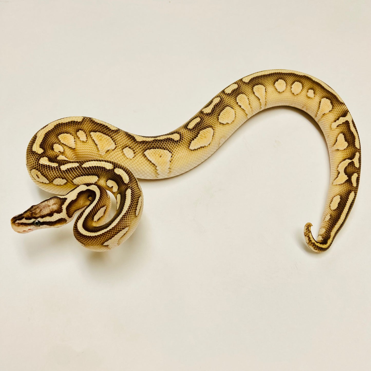 Pastel Vanilla Lesser Het Clown Ball Python Male - #2022M01