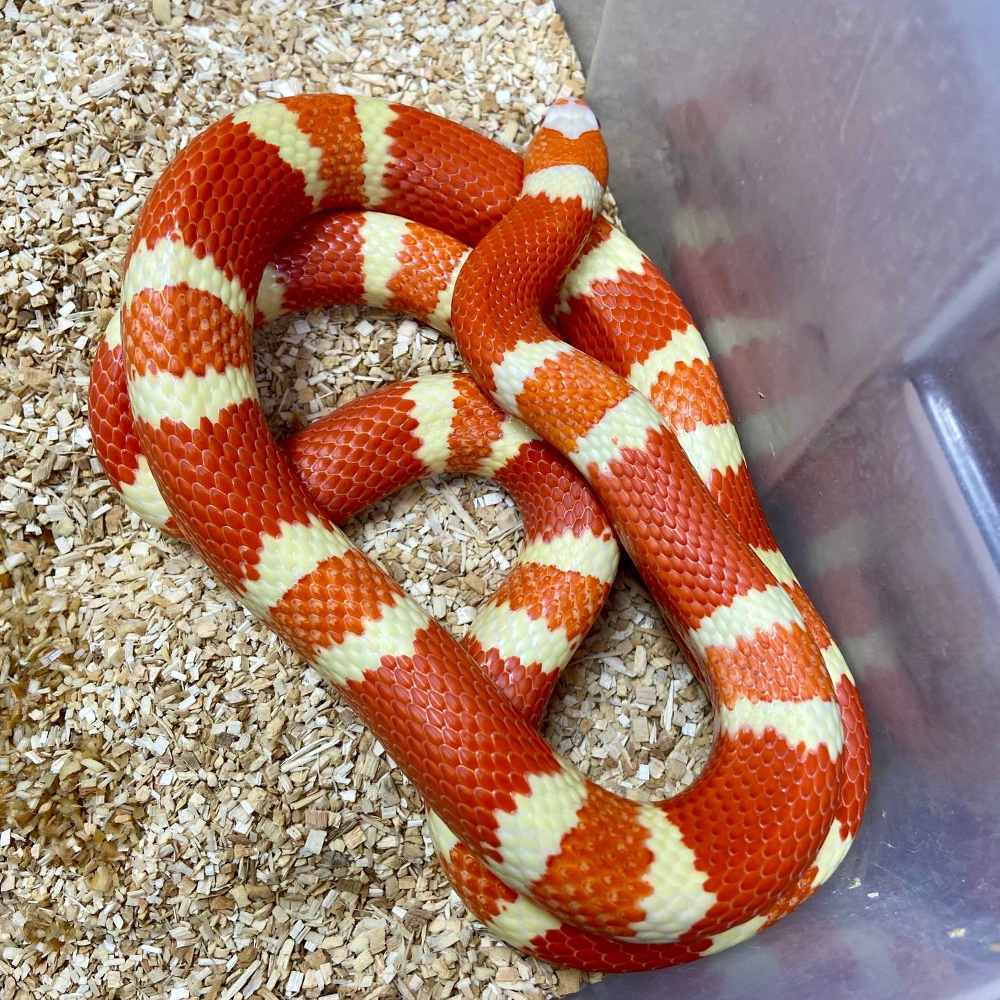 Extreme Albino Tangerine Honduran Milksnake 2023 Male M02