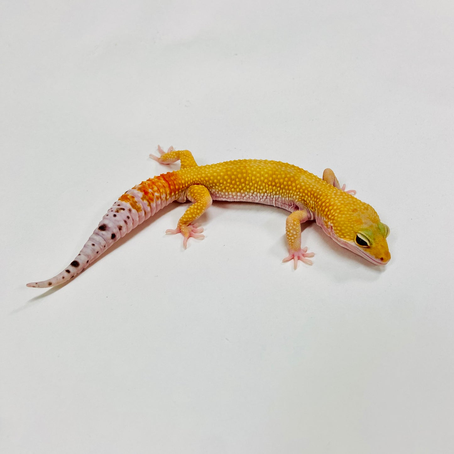 Super Hypo Tangerine Carrot Tail Baldy W/Y Leopard Gecko Male H-B11-92024-1
