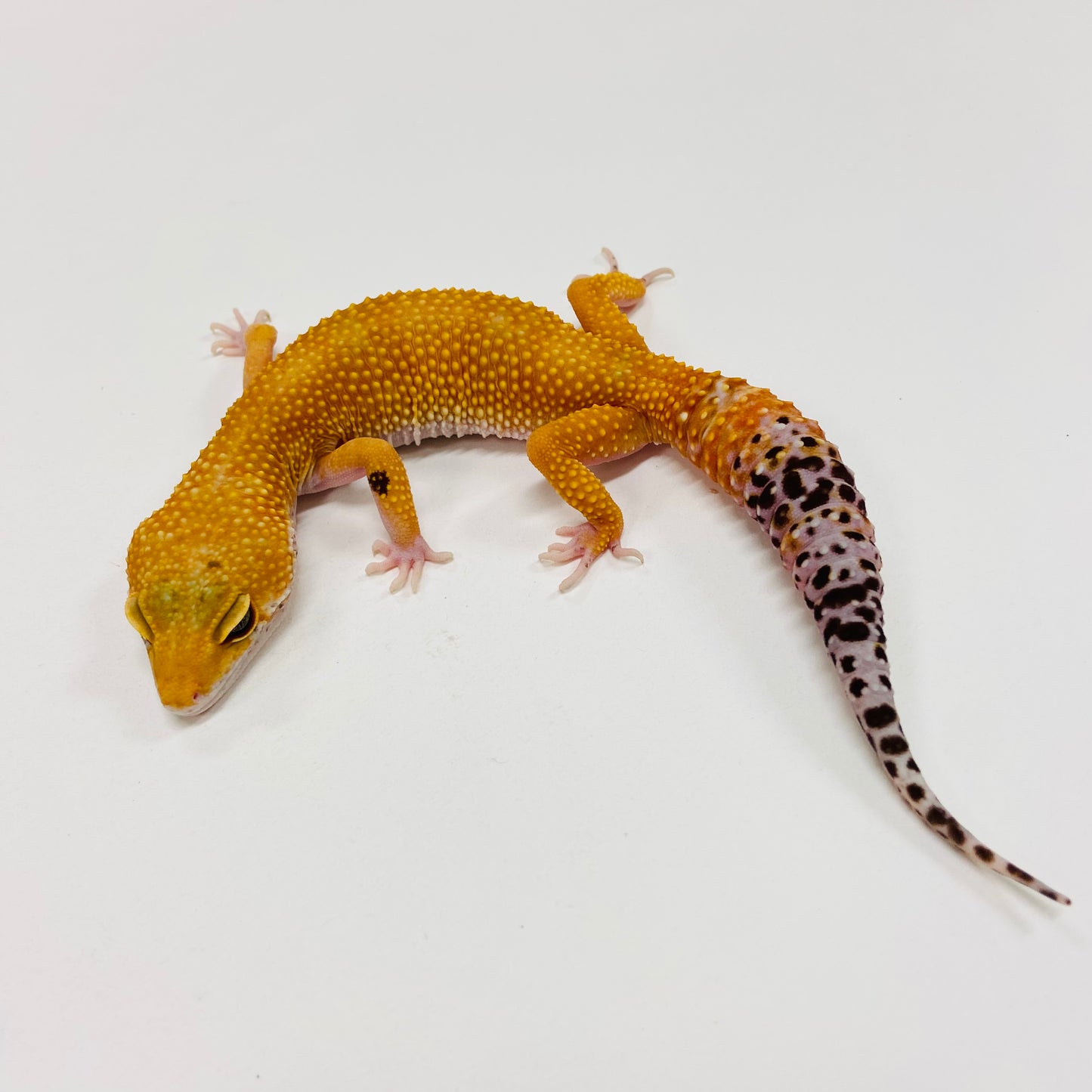 Super Hypo Tangerine W/Y Leopard Gecko Female F-L1-90520-1