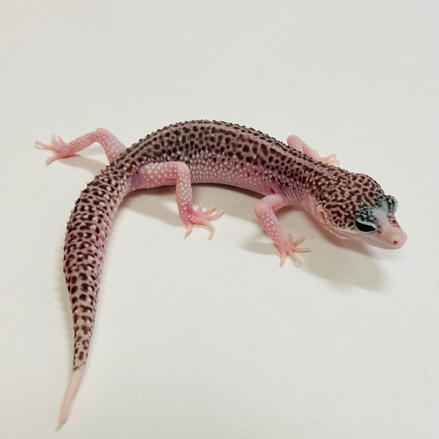 Universe Leopard Gecko Female 2025-180