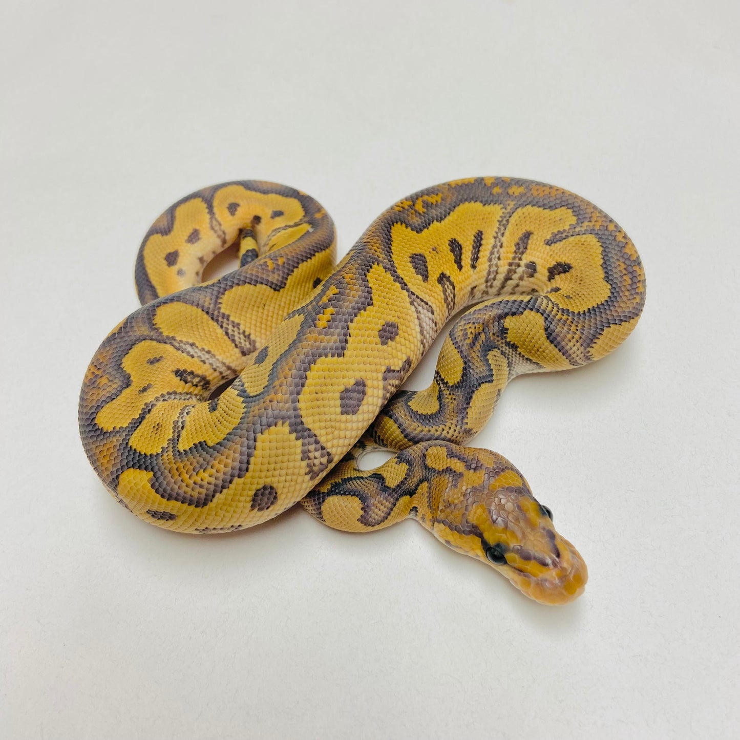 Hypo Clown Ball Python Female 2025F04