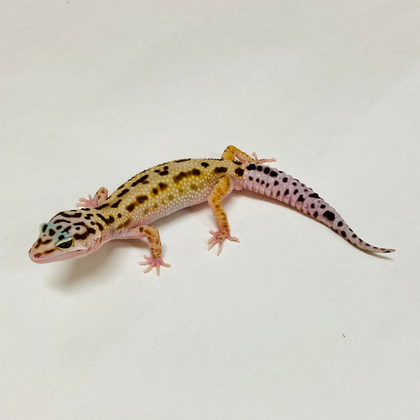 Mack Snow Stripe Eclipse Leopard Gecko Male A-B3-12524-1