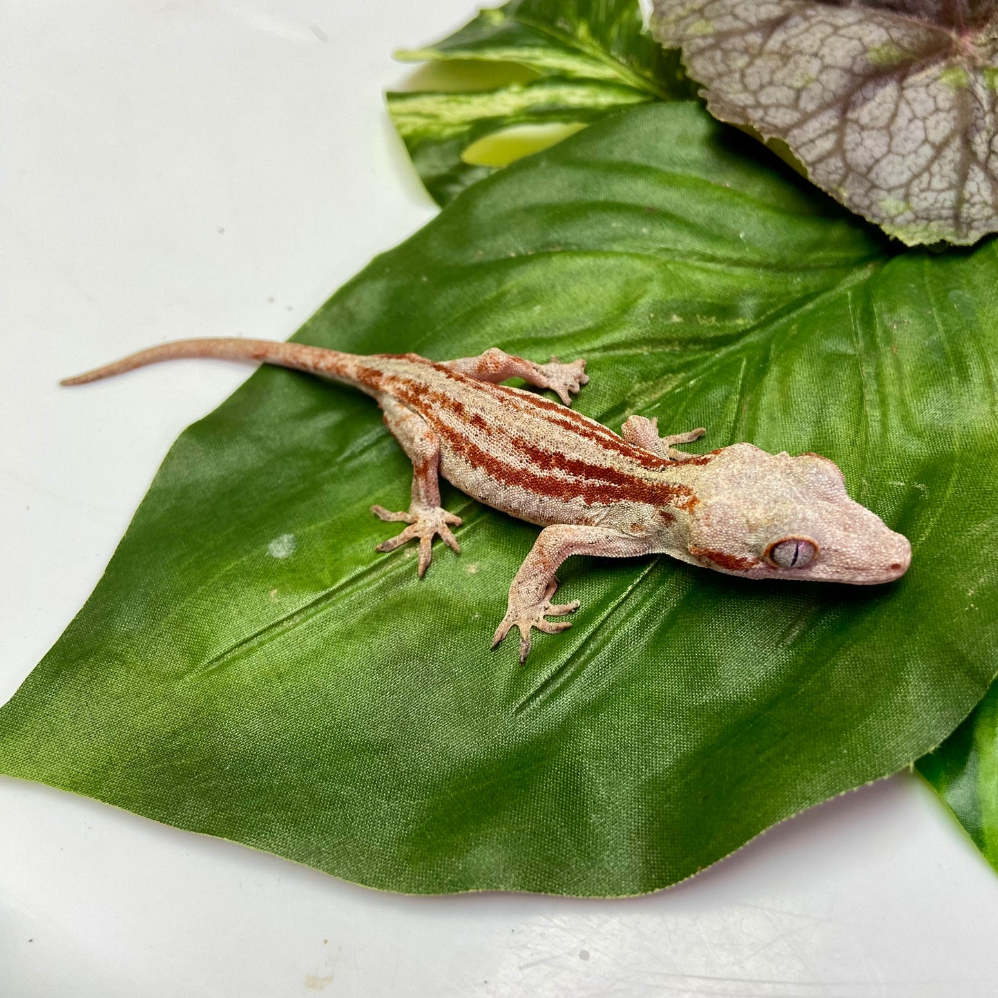 Red/Orange Stripe Gargoyle Gecko 2024 Female 100124-10
