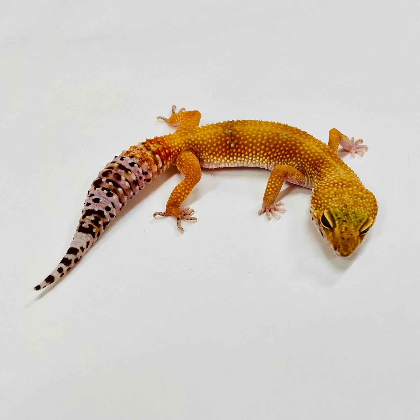 Hypo Tangerine Leopard Gecko Female H-F4-61421-1