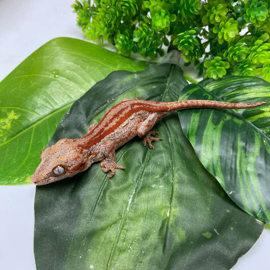 Red/Orange Super Stripe Gargoyle Gecko 2024 Male PJ05