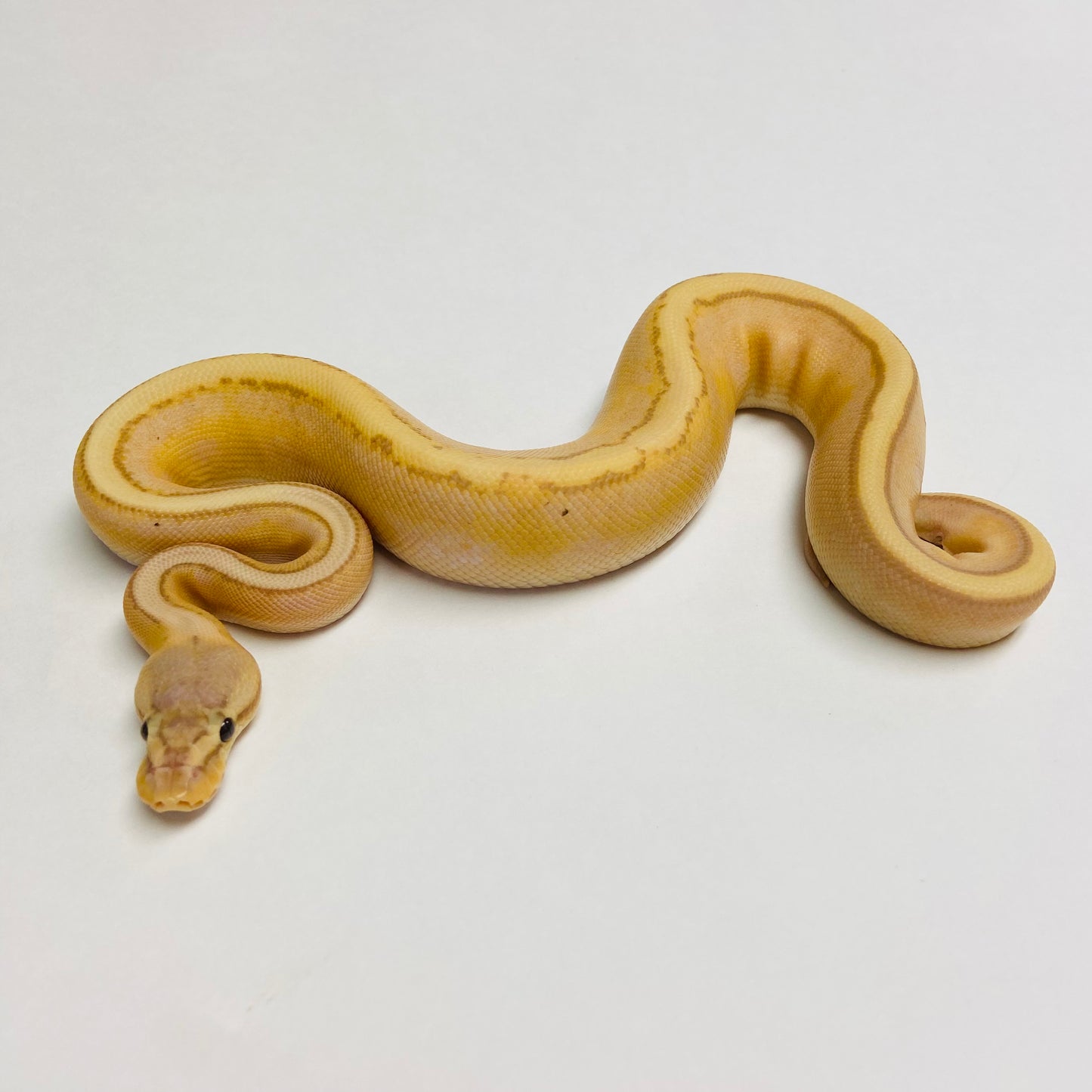 Banana Pastel Genetic Stripe Ball Python - Male #2023M03