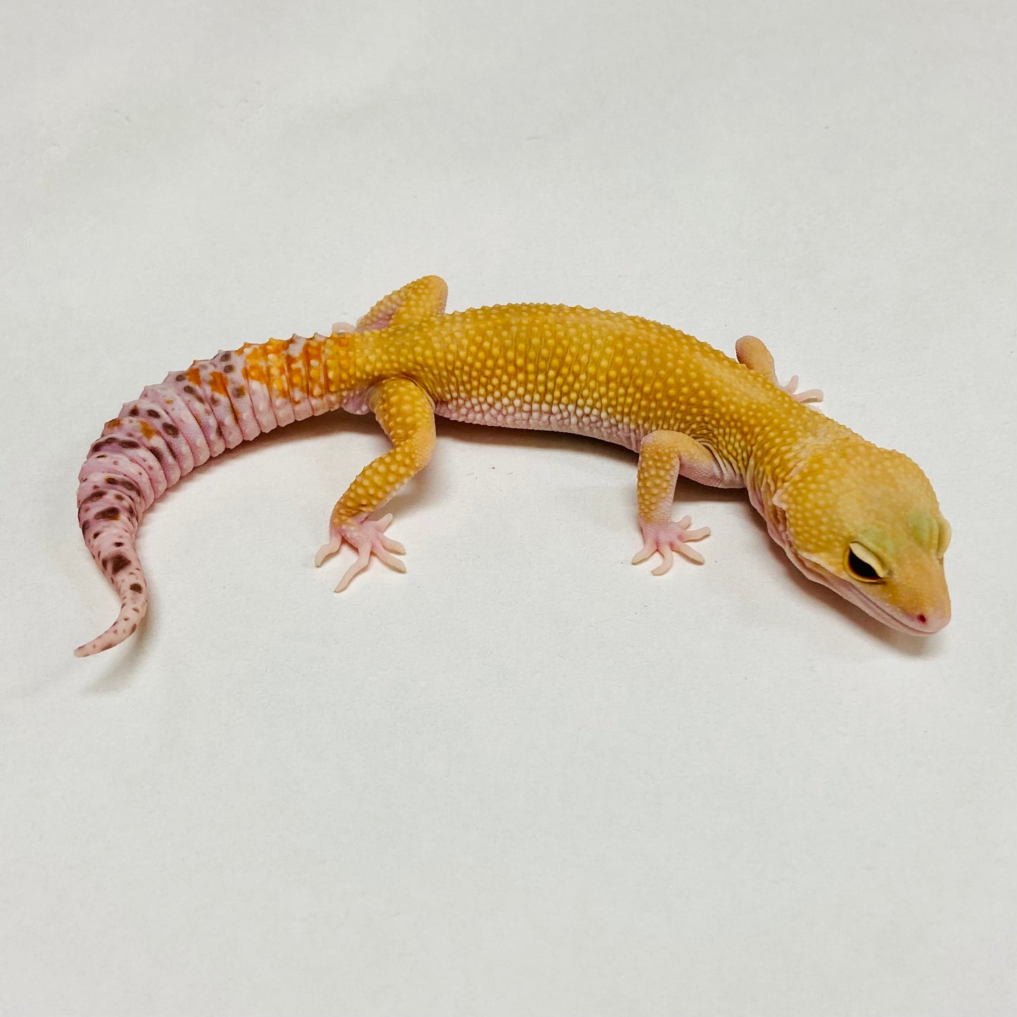 Raptor W/Y Leopard Gecko Male B-B7-80524-1