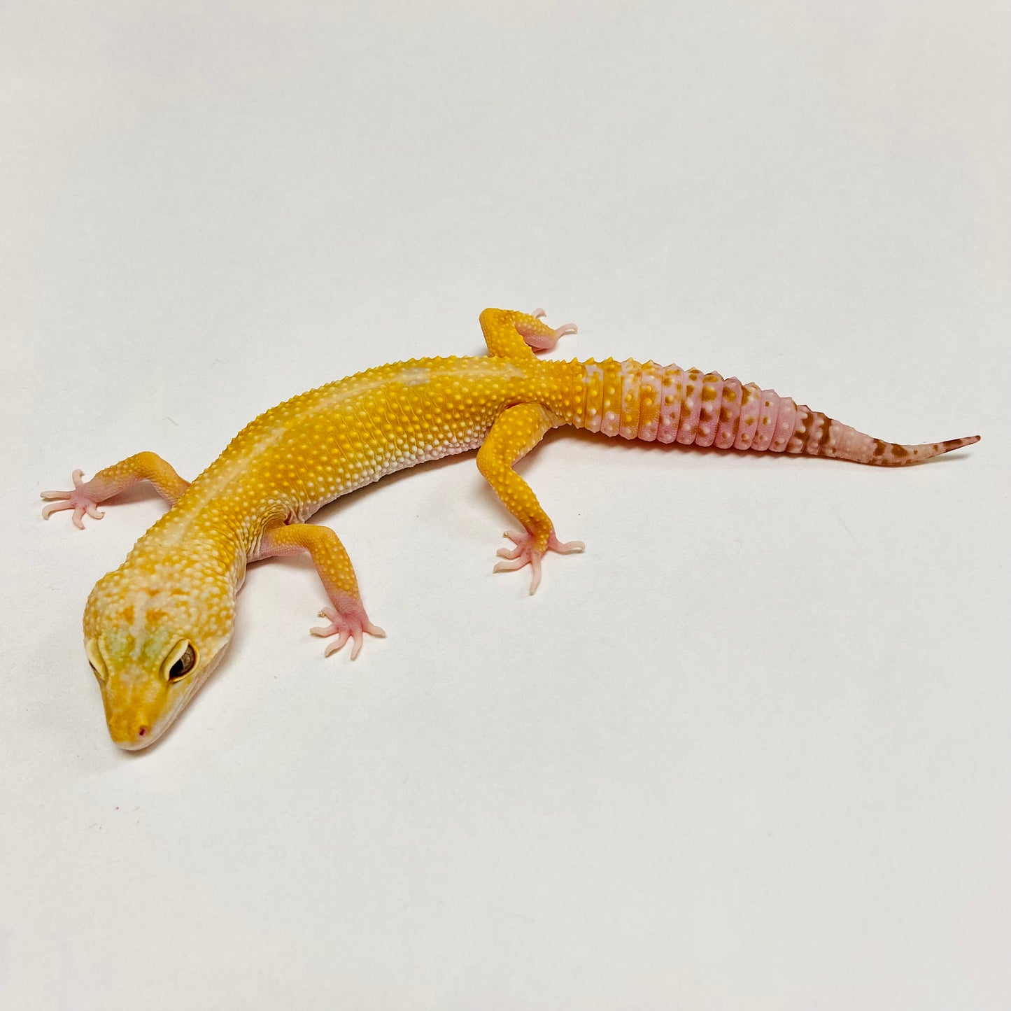 Raptor W/Y Leopard Gecko Female B-I6-81320-1
