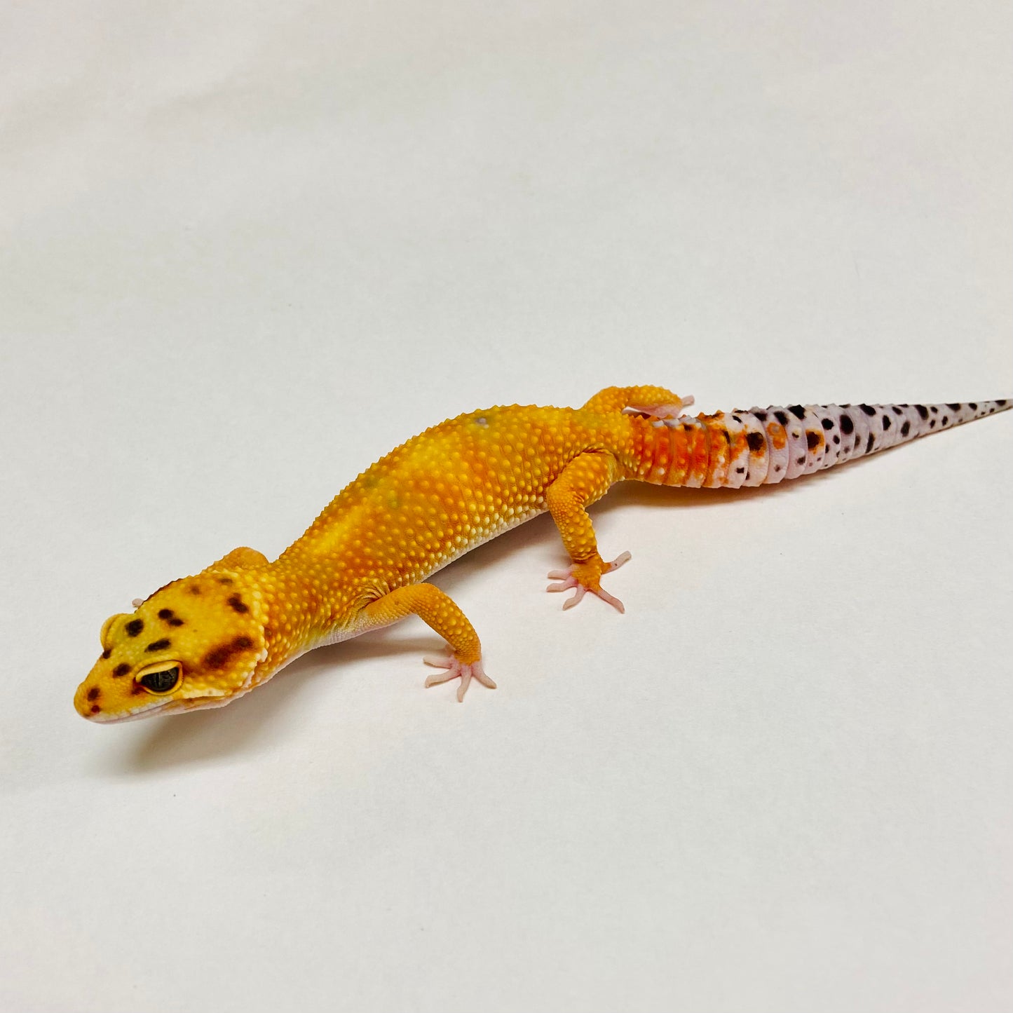 Tangerine W/Y Leopard Gecko Female B-A6-91024-1