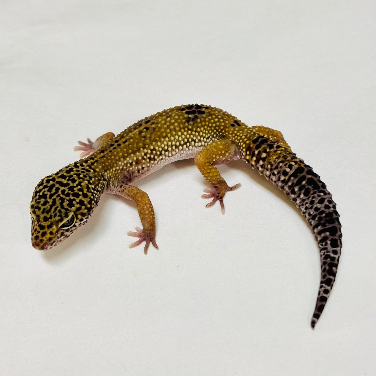 Dark Mack Snow Eclipse Leopard Gecko Female A-B4-72924-1