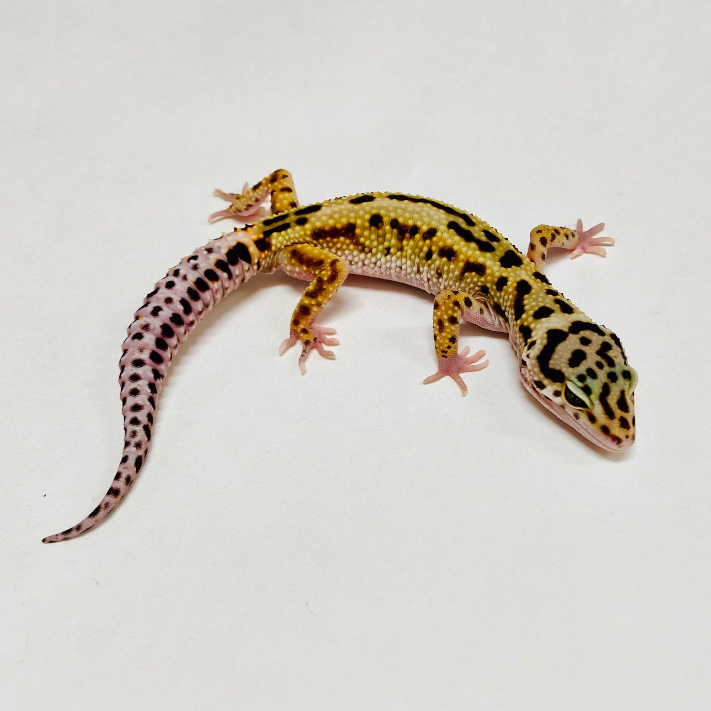 W/Y Eclipse Leopard Gecko Male A-B7-122124-1