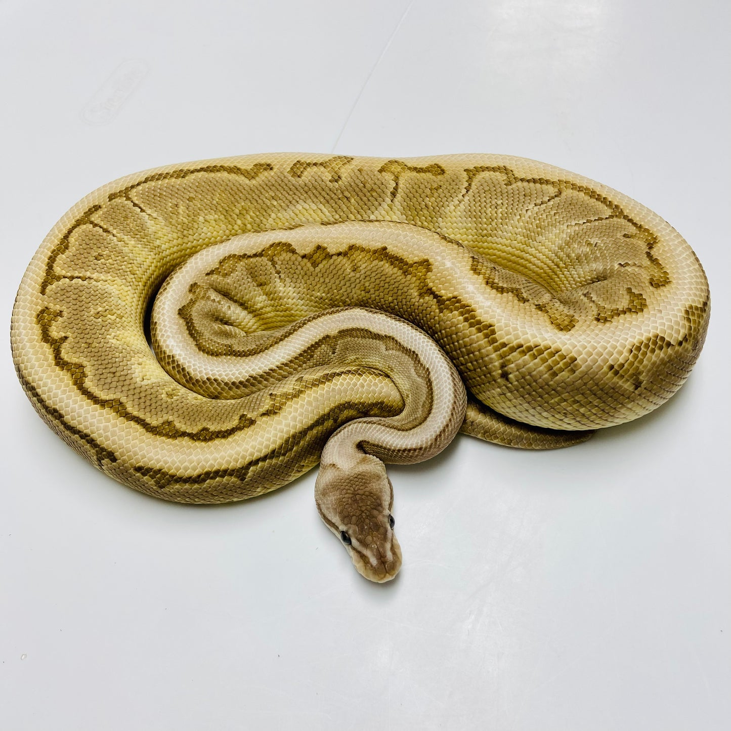 Lesser Cypress Bamboo Ball Python Female 2023-17