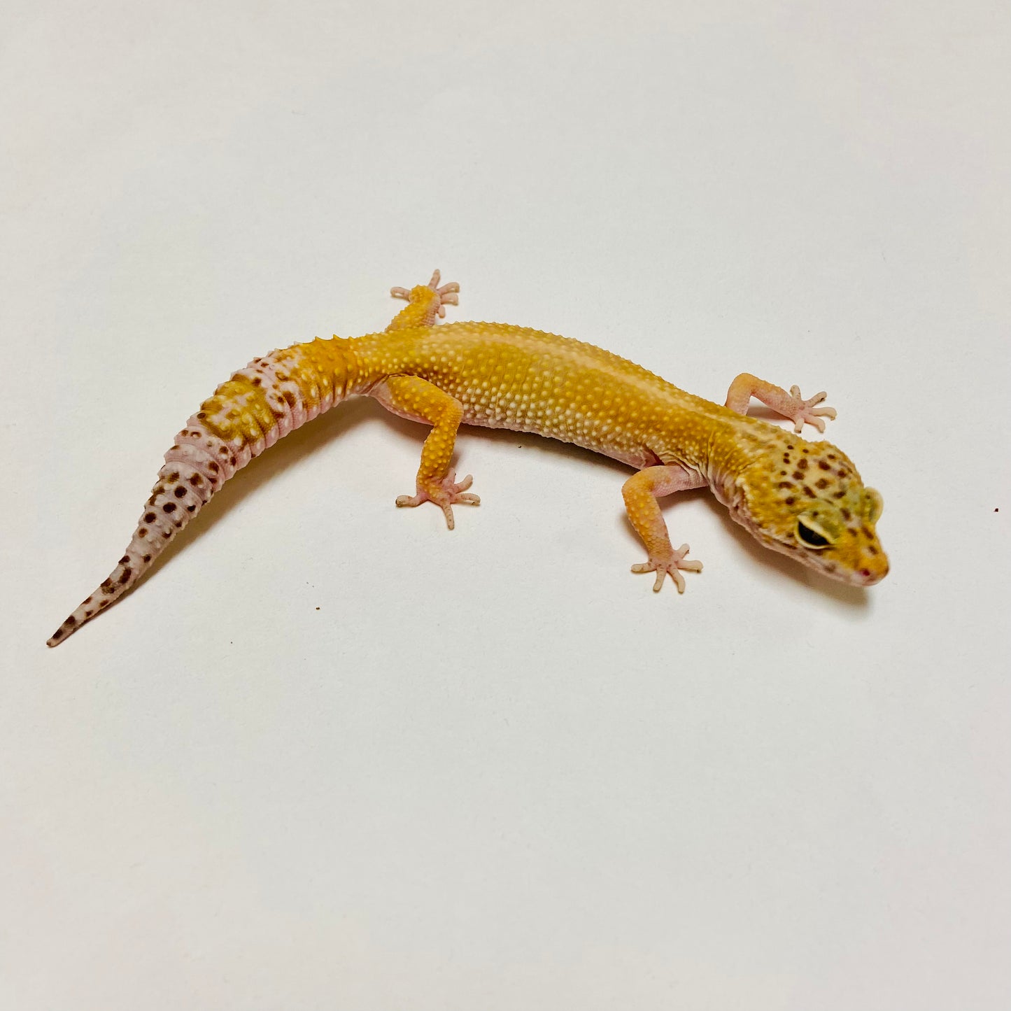Mack Snow Raptor Leopard Gecko Female Proven Breeder J-PB07-2018