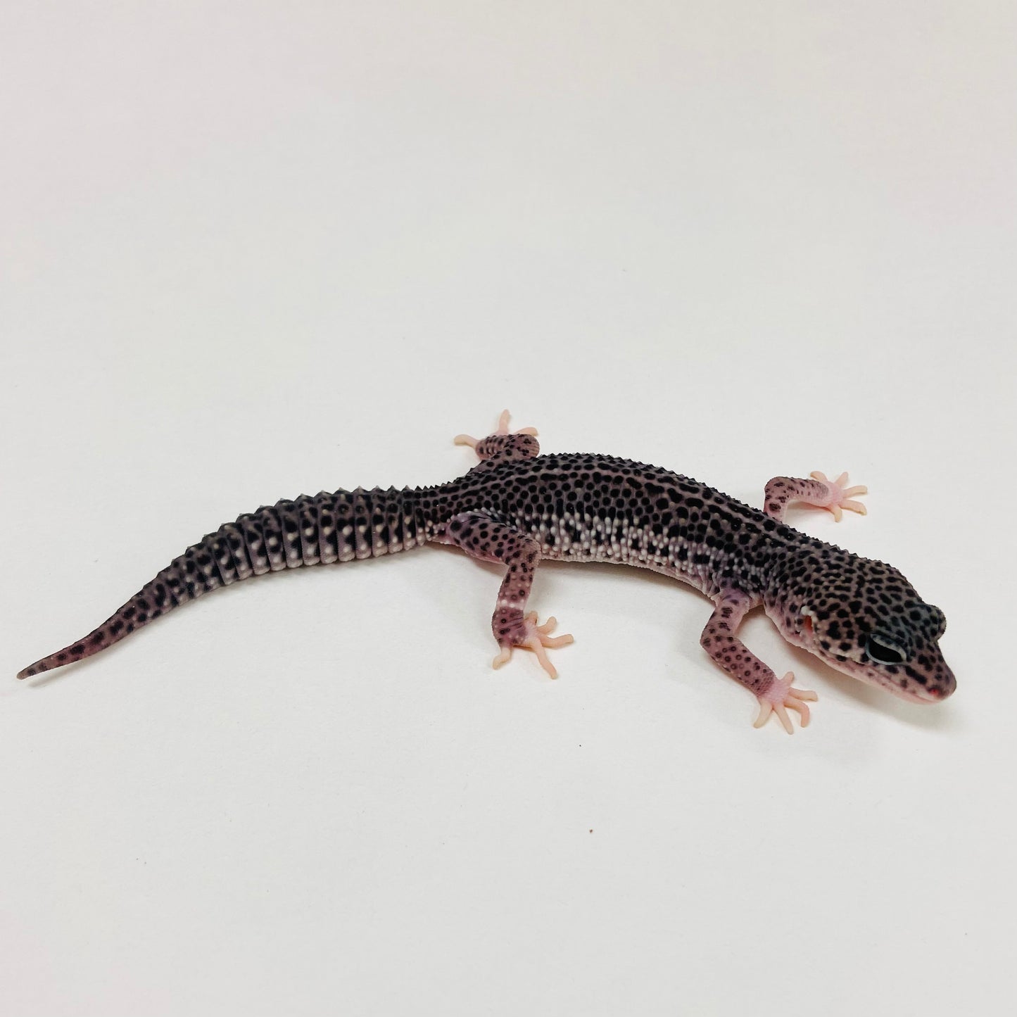 Dark Super Snow Reverse Stripe Leopard Gecko 2025-087