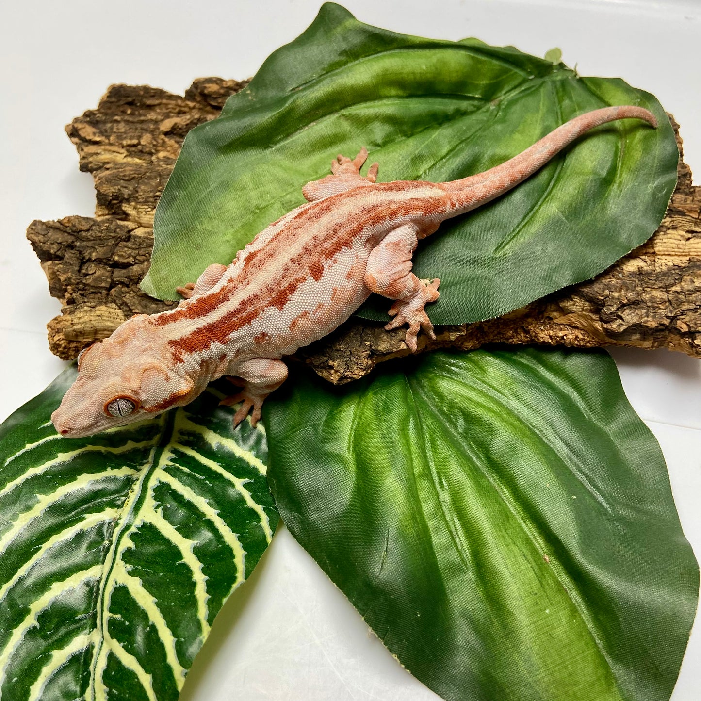 Red Stripe Gargoyle Gecko 2022 Male RB01