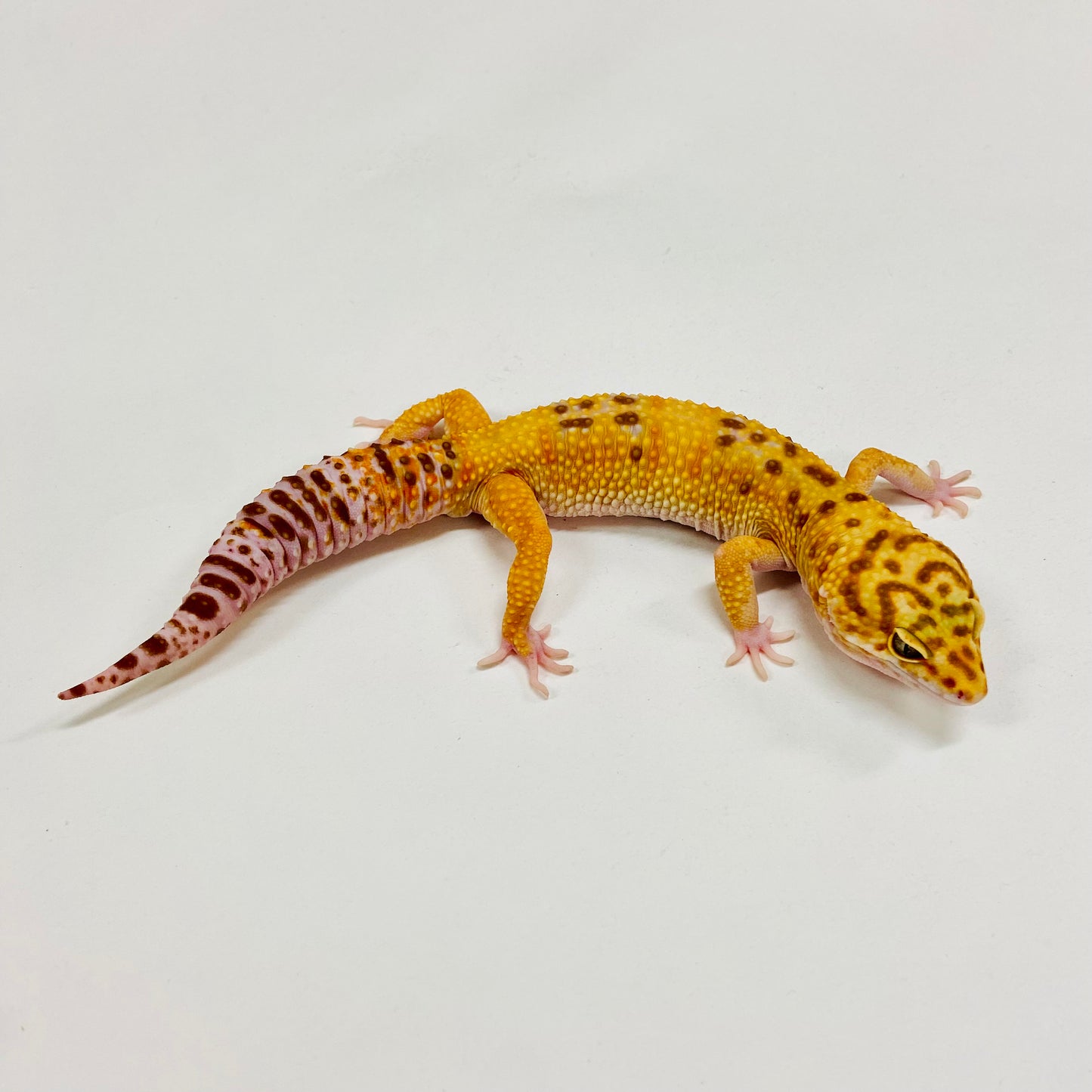 Albino Tremper W/Y Leopard Gecko Male H-C6-91623-1