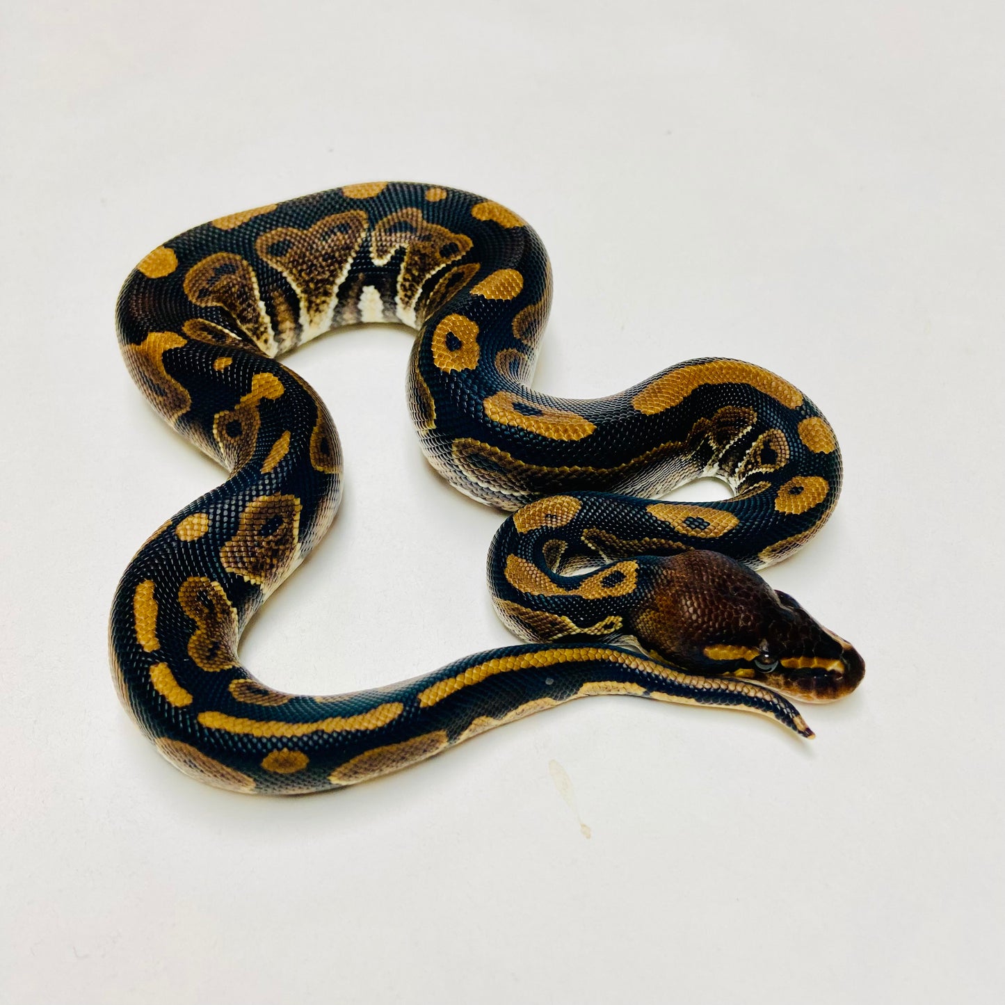 Mahogany Ball Python Male 2025M01