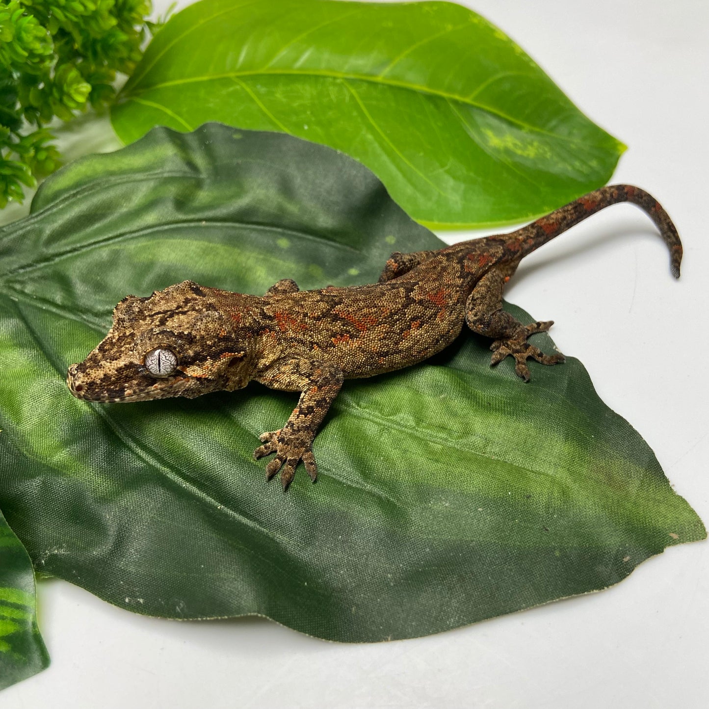 Red Blotched Reticulated Gargoyle Gecko 2023 Pos Male AN301