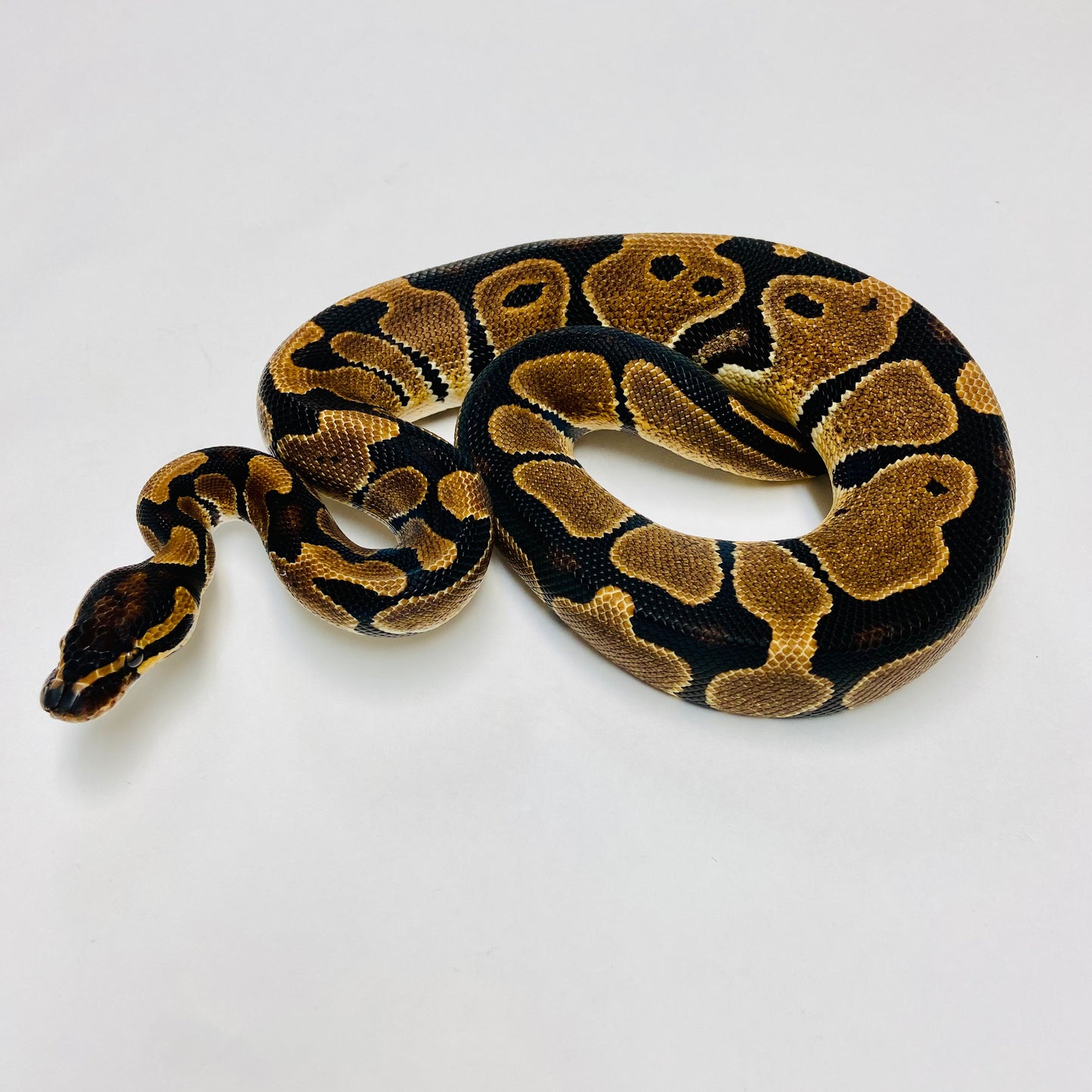 Dbl Het Sunset & Albino Ball Python - Male #2022M01