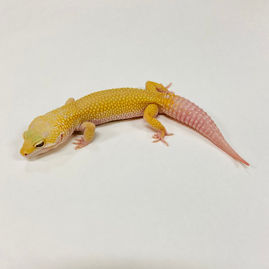 Mack Snow Tremper Murphy Patternless Leopard Gecko Male G-C3-81722-1