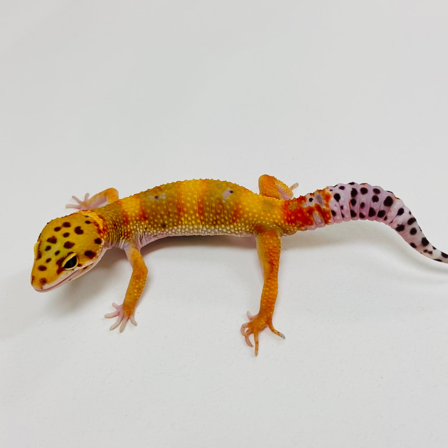 Citrine Leopard Gecko Male 2025-148