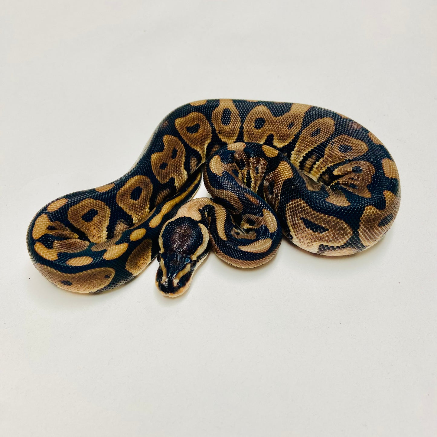 Lori Leopard Ball Python Female 2025F03