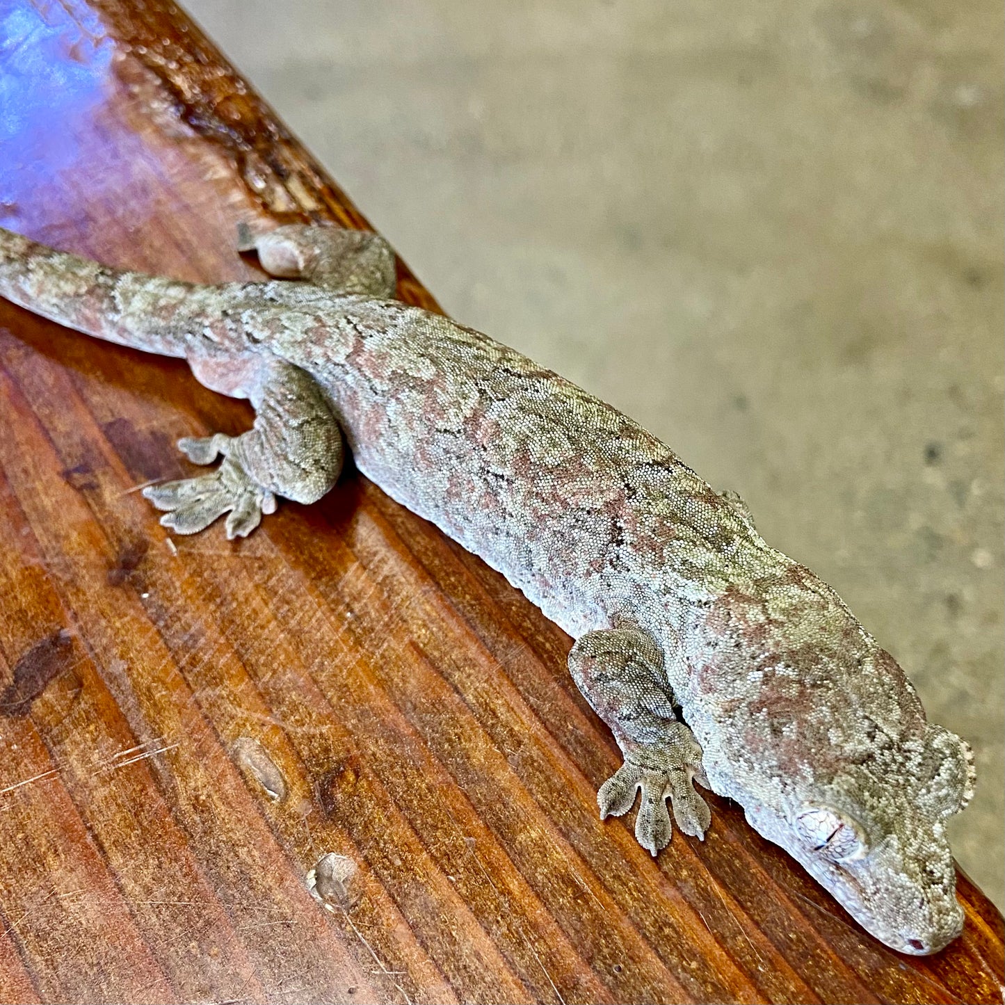 Chahoua Gecko 2023 Male 8323-1