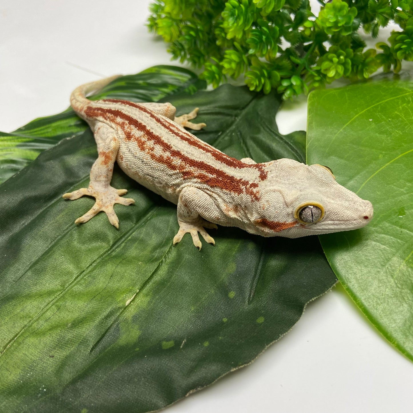 Red/Orange Stripe Gargoyle Gecko 2023 Male JP01