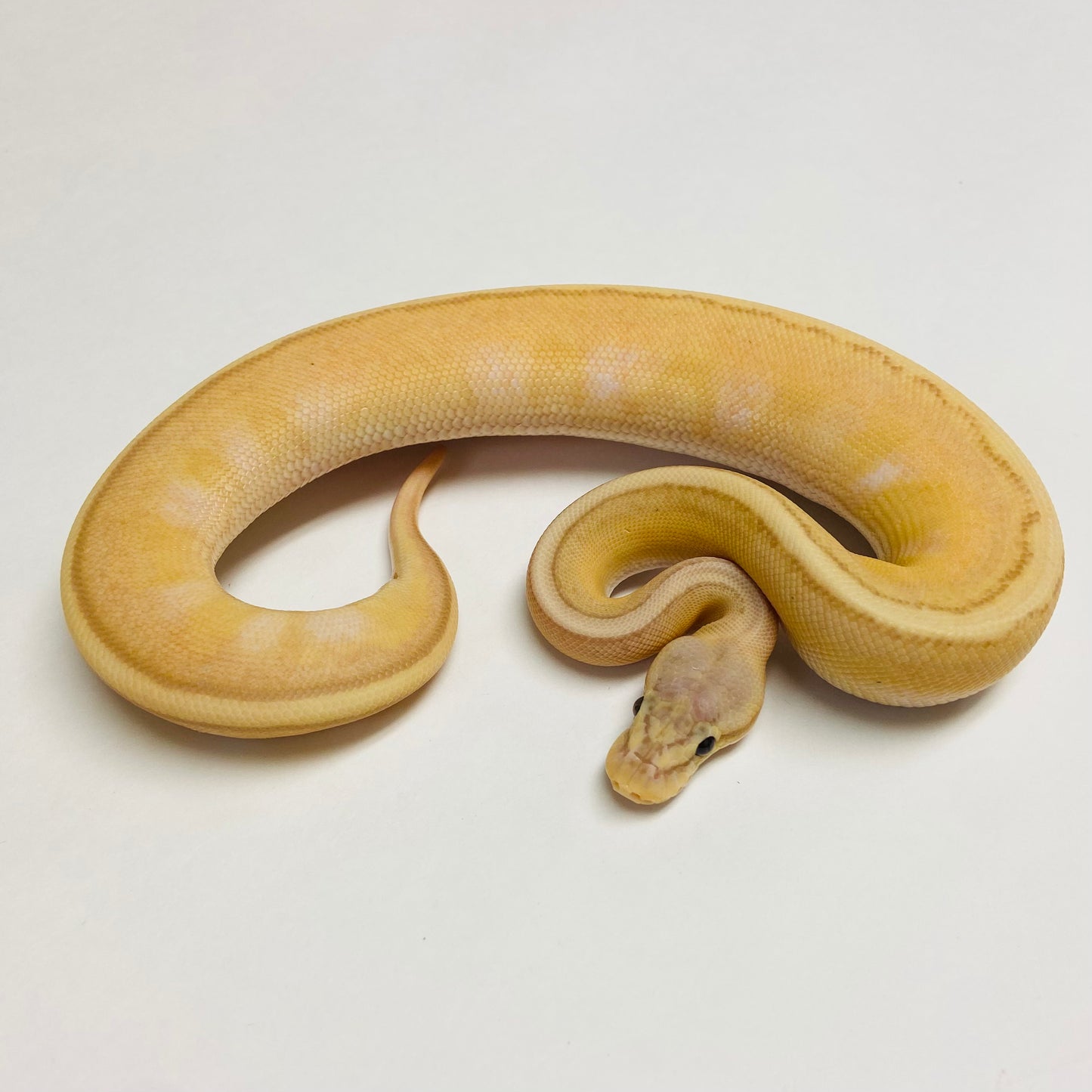 Banana Pastel Genetic Stripe Ball Python - Male #2023M02